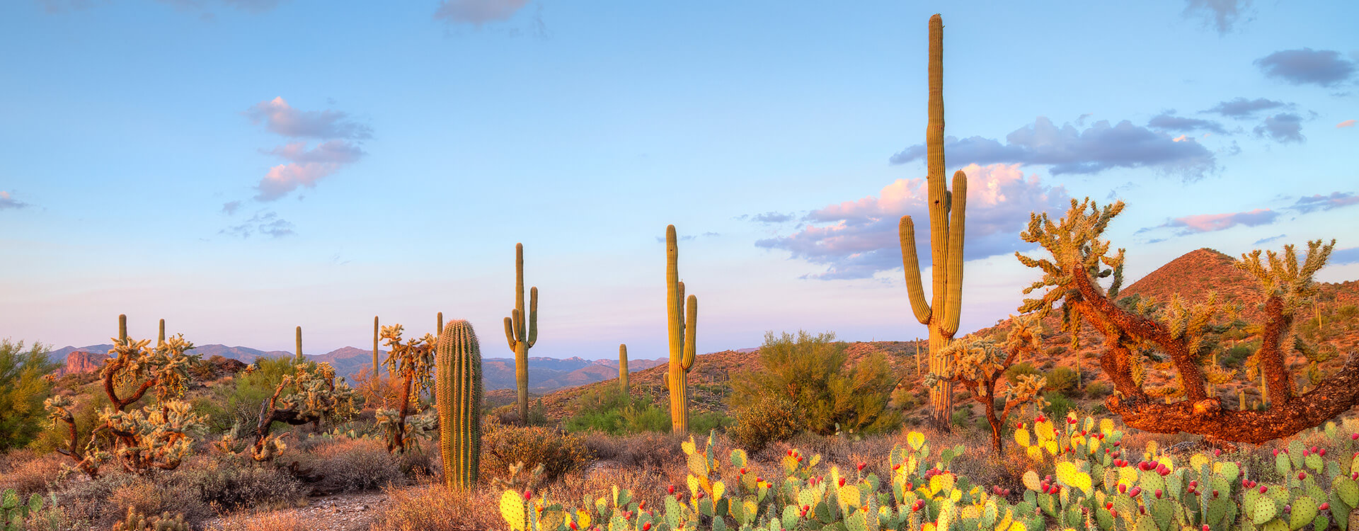 Local Area Activities of Scottsdale