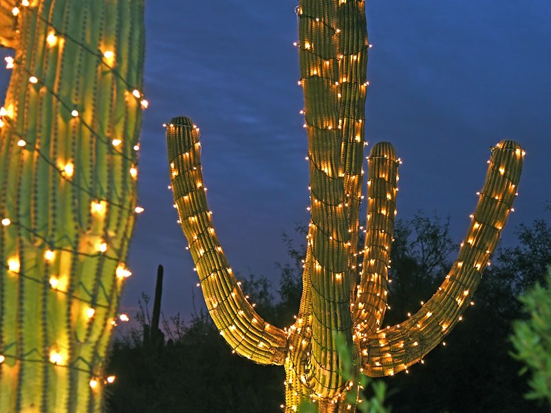 Cactus Christmas lights